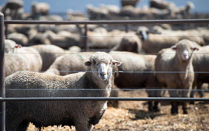 Achieve success feedlotting lambs