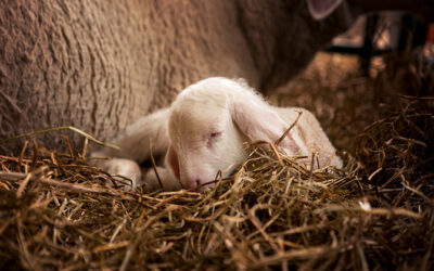 Preventing lamb deaths with good management